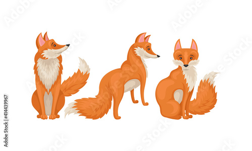 Red Fox as Omnivorous Mammal with Upright Triangular Ears and Pointed Snout Vector Set