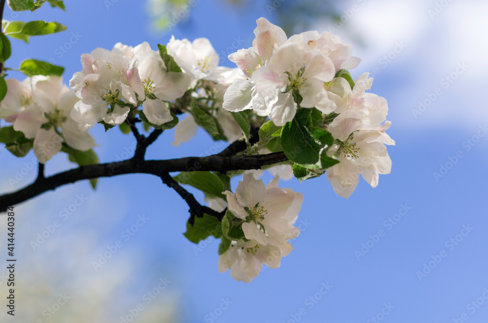 Blossom wide open white apple flowers against the blue sky closeup Blossom wide open white apple flowers against the blue sky closeup