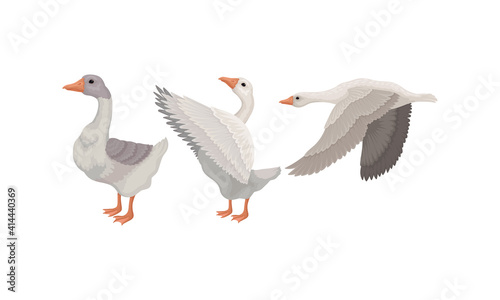 Goose as Waterfowl Specie with Long Neck and Orange Bill in Different Pose Vector Set