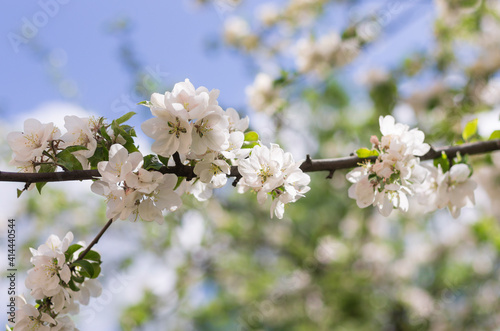 White flowers on the apple tree during the flowering period with beautiful bokeh
