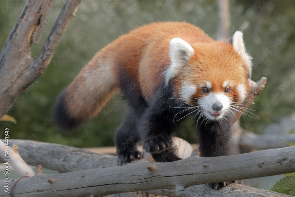 Fototapeta premium red panda eating bamboo