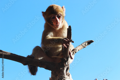 monkey on a tree photo