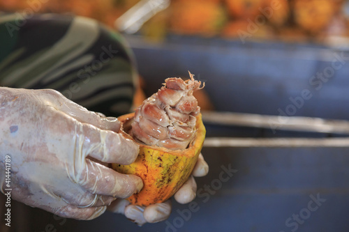 Raw Cacao pods open with hand holding