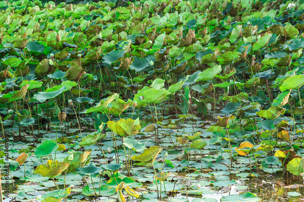 Naklejka premium Lotus tree and lotus leaf background