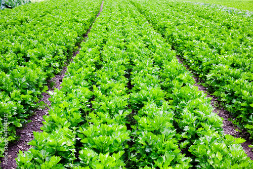 Petersilie auf dem Feld