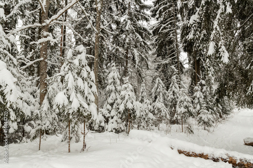 very much snow covered trees in the woods cloudy day cool tones mature pine and spruce trees Latvian forest winter wonderland landscape