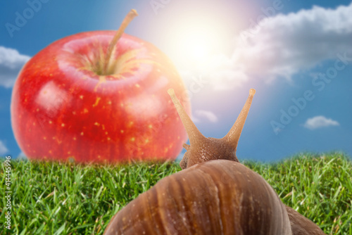 Soft focus of snail goes on the grass to eat an apple.