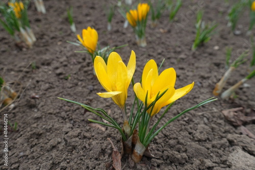 Side view of amber yellow flowers of crocuses in March