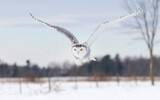 Snowy owl (Bubo scandiacus) closeup isolated on white background about to pounce on its prey on a snow covered field in Ottawa, Canada