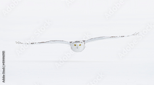 Snowy owl isolated on white background 