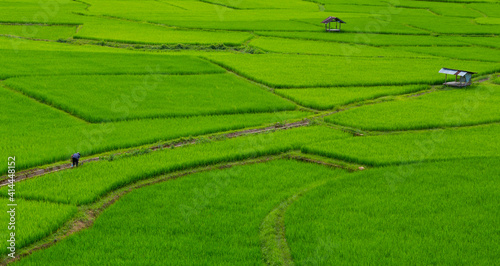 rice field in Pua,Nan Thailand.