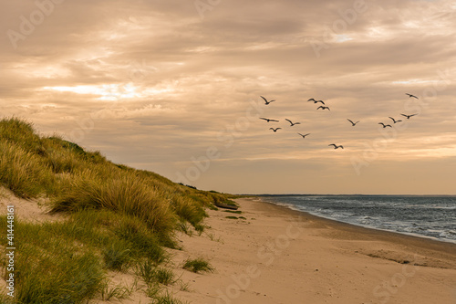 Beach with dunes and birds