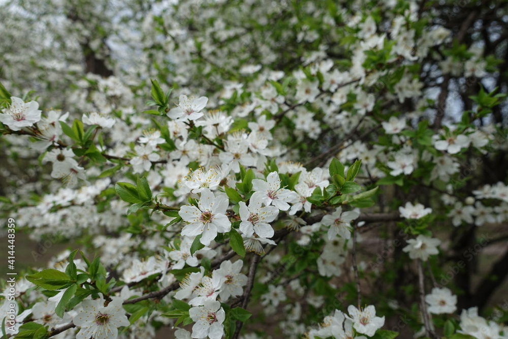 Greenery and white flowers of plum tree in April Greenery and white flowers of plum tree in April