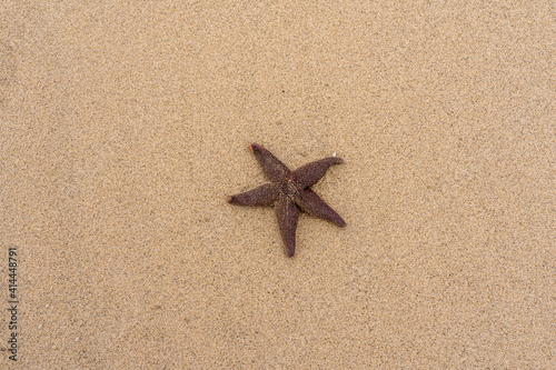 Starfish in the sand on the beach