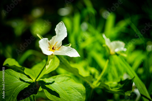 lily of the valley