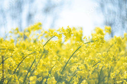 field of yellow flowers