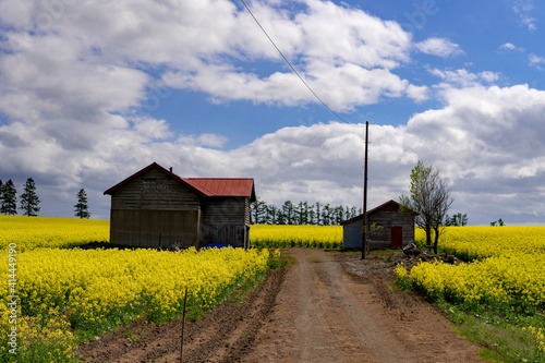 rapeseed field