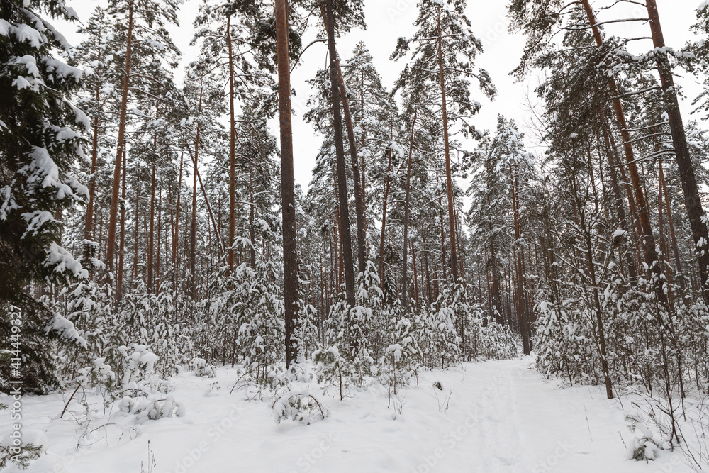 Fototapeta premium snow covered trees in the forest cloudy day cool tones mature pine trees Latvian woods