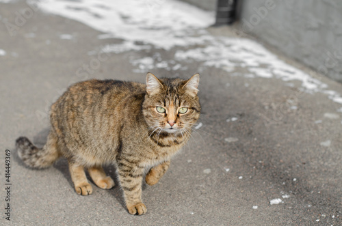 The street cat is walking. Yard, thoroughbred cat. Abandoned pet. © Ярослав Марценюк