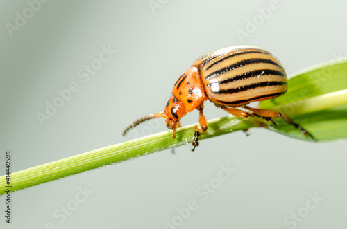 Colorado potato beetle crawling on a plant. Harmful insect.