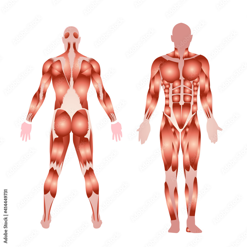 body muscles, front and back, medical illustration body muscles, front and back, medical illustration