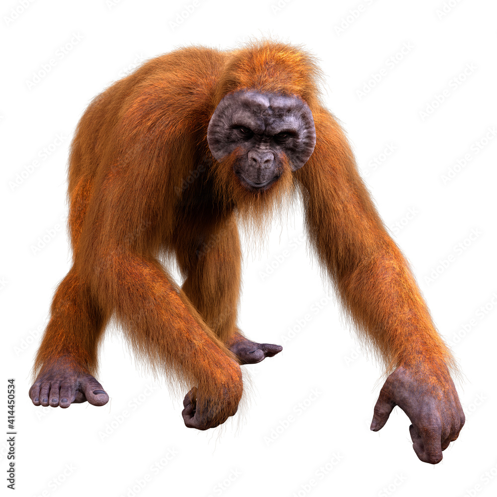 3D Rendering Orangutan on White 3D Rendering Orangutan on White