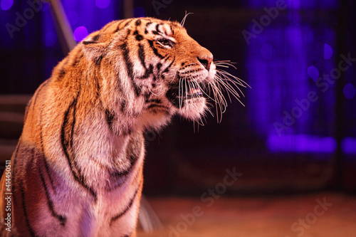 Tiger im Zirkus photo