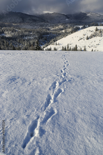 trail across winter mountain meadow
