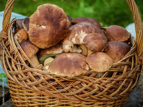 Mushrooms in a basket. Basket of boletus. Lots of porcini mushrooms