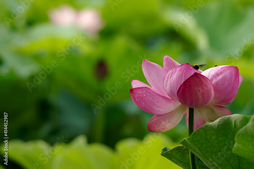       Lotus 