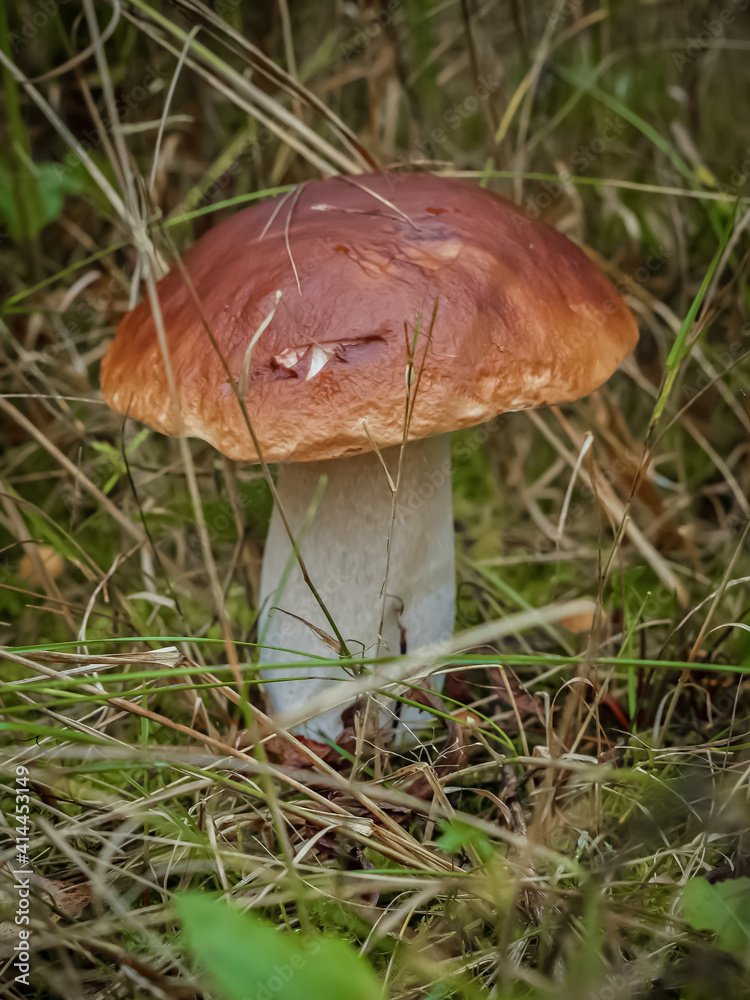 Boletus mushroom, growing in the grass of the autumn forest. Boletus mushroom, growing in the grass of the autumn forest.
