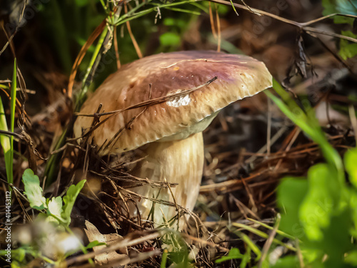 Mushroom in the forest. The cap of the white mushroom is tilted photo