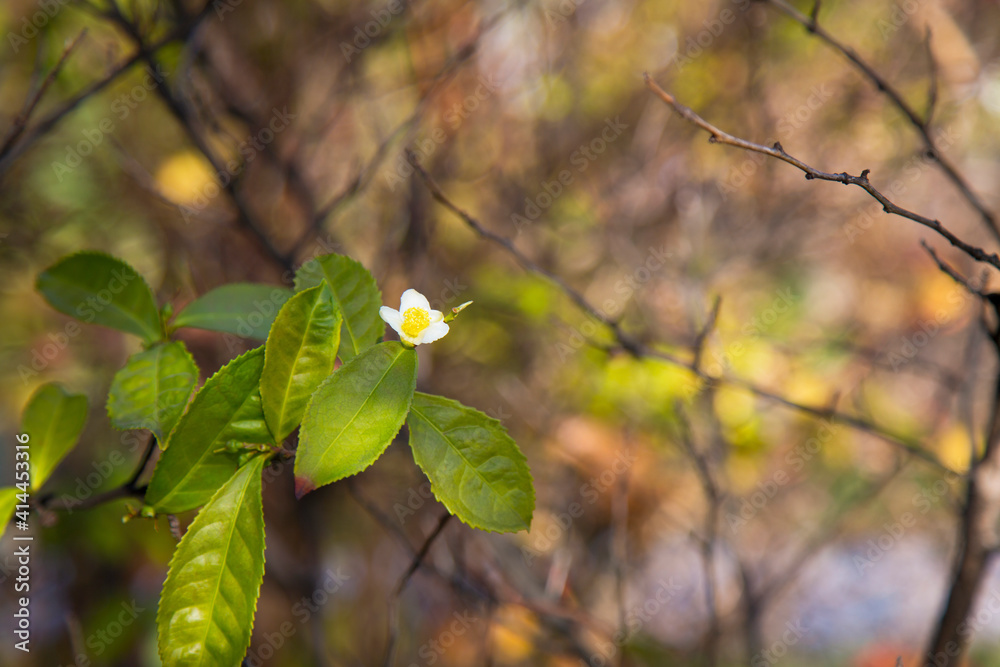 Tea leaf and white flower in tea plantation. Flower of tea on trunk. Beautiful and fresh white tea flower on a branch in China Tea leaf and white flower in tea plantation. Flower of tea on trunk. Beautiful and fresh white tea flower on a branch in China