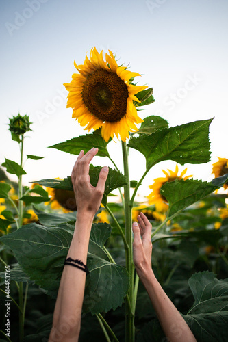 Un grande girasole afferrato da delle mani femminili photo