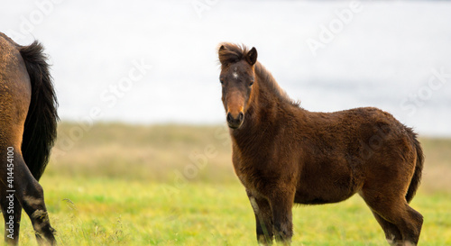 Wild icelandic horse portrait. Animal and wildlife concept.