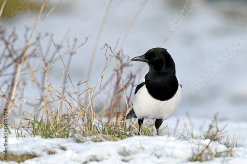 Elster // Common magpie (Pica pica) photo