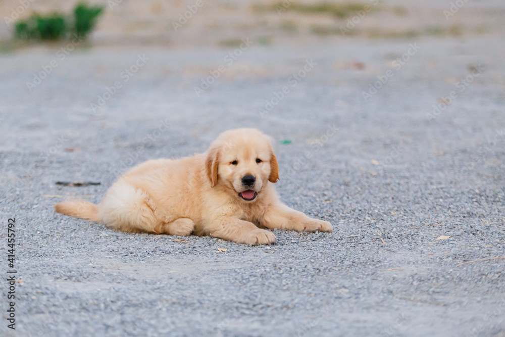 Happy golden retriever puppy playing at ground. Happy golden retriever puppy playing at ground.