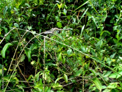 Valokuvatapetti inseto libéula - anisoptera