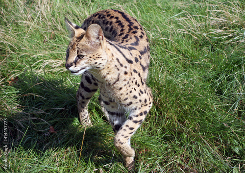 Image of a Serval in motion 
