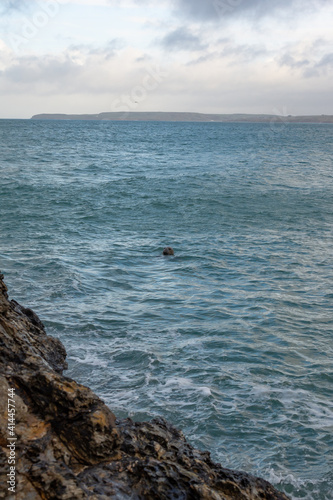 Seals resting in calm blue waters at Hawkes point near St.Ives in Cornwall, southwest England