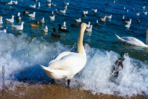 Swan in the waves of the Black Sea