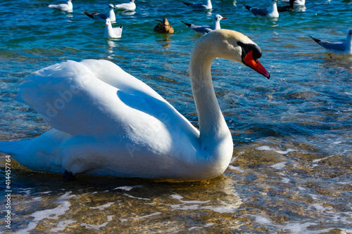 Swan on the sea.