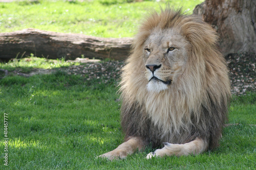 Male lion relaxing in the shade 