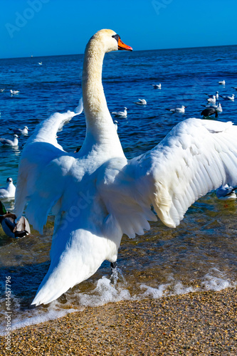 The swan spread its wings