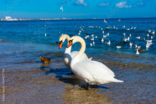 Swan Couple