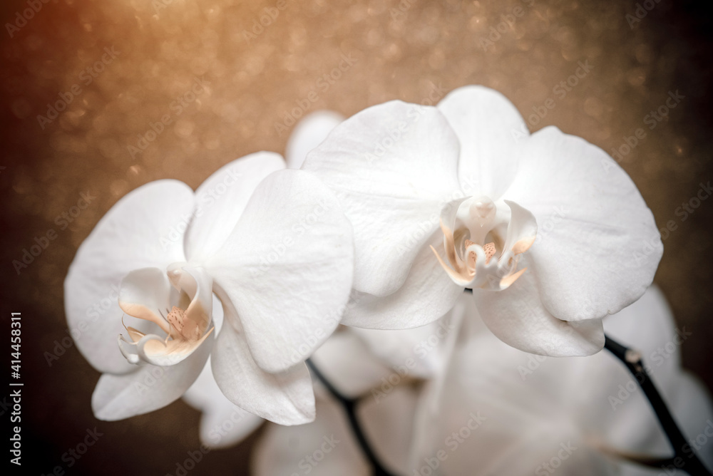 A branch of white orchids on a shiny gold background.
A branch of white orchids on a shiny gold background.