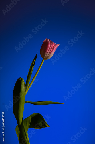 Rose tulip flower photographed against dark black background close up detail
