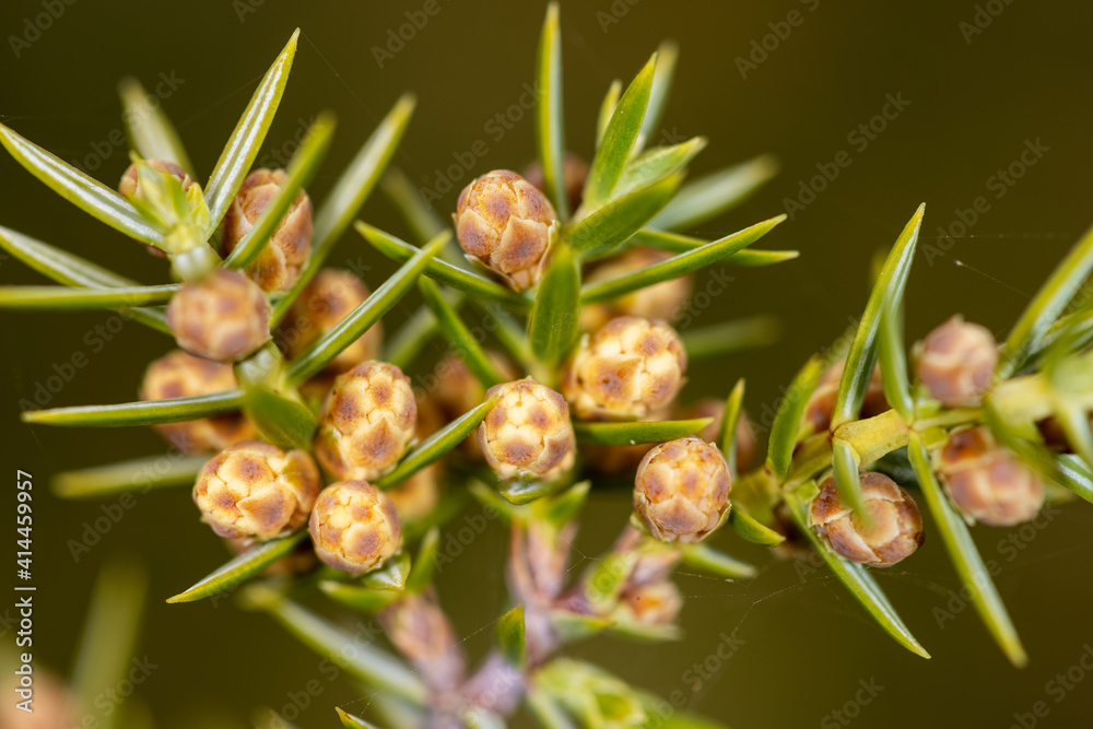 Close-up view of Juniper (Juniperus) branch with flowers Close-up view of Juniper (Juniperus) branch with flowers