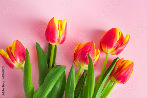 Bright red tulips on pink background. Happy easter. Spring symbol.