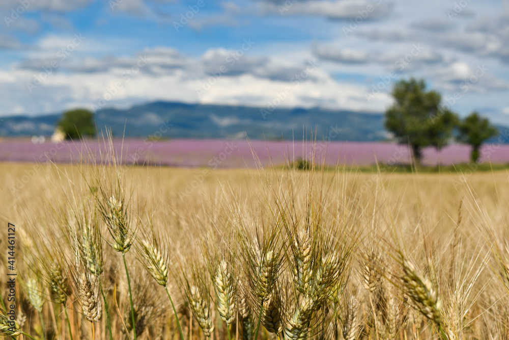 wheat field and sky lavender mountains